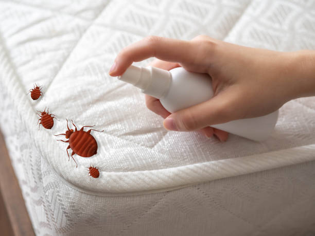 Best Local Pest Control Services  in Simsbury Center, CT