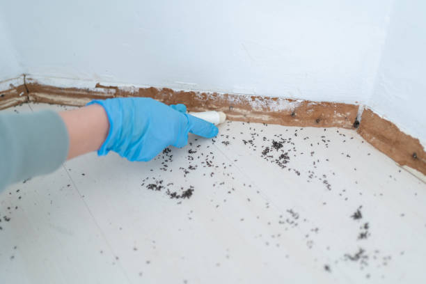 Best Wasp Removal Services  in Simsbury Center, CT